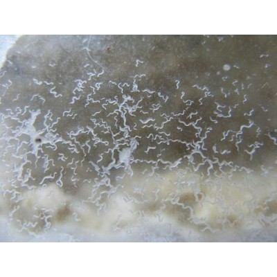 Micro gusano de la avena - Panagrellus redivivus - ración individual